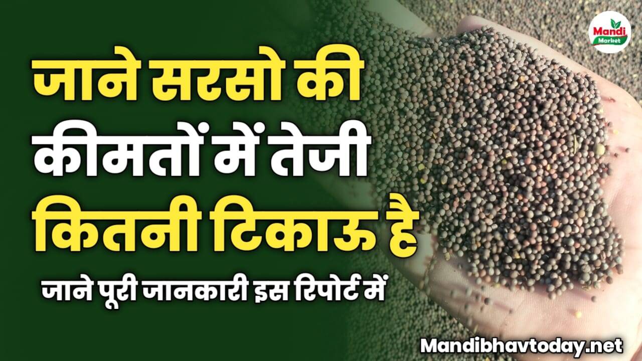 सरसो की कीमतों में कितनी टिकाऊ है तेजी | जाने पूरी जानकारी इस रिपोर्ट में 