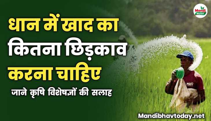 धान की फसल में खाद का कितना छिड़काव करना सही है | जाने कृषि विशेषज्ञों की सलाह 