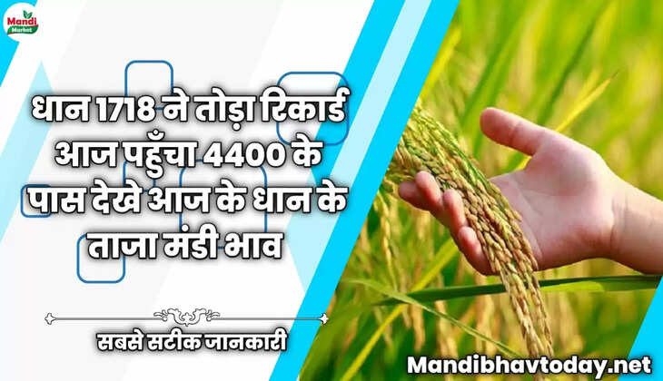 धान 1718 ने तोड़ा रिकार्ड आज पहुँचा 4400 के पास देखे आज के धान के ताजा मंडी भाव | Basmati Paddy Rate Today 22 December 2022