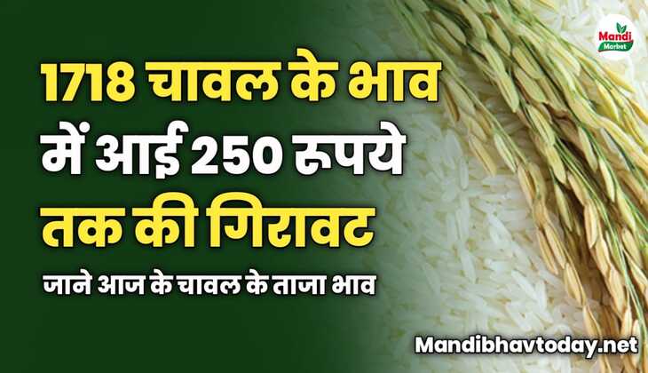 1718 चावल के भाव में आई 250 रूपये तक की गिरावट | जाने आज के चावल के ताजा भाव 
