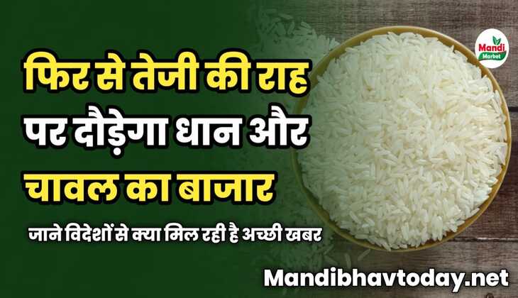 फिर से तेजी की राह पर दौड़ेगा धान और चावल का बाजार | जाने विदेशों से क्या मिल रही है अच्छी खबर