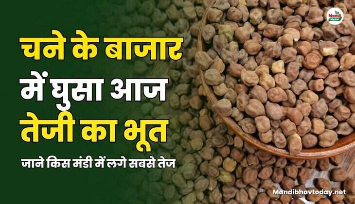 चने के बाजार में घुसा तेजी का भूत | जाने किस मंडी में कितना तेज हुआ चना