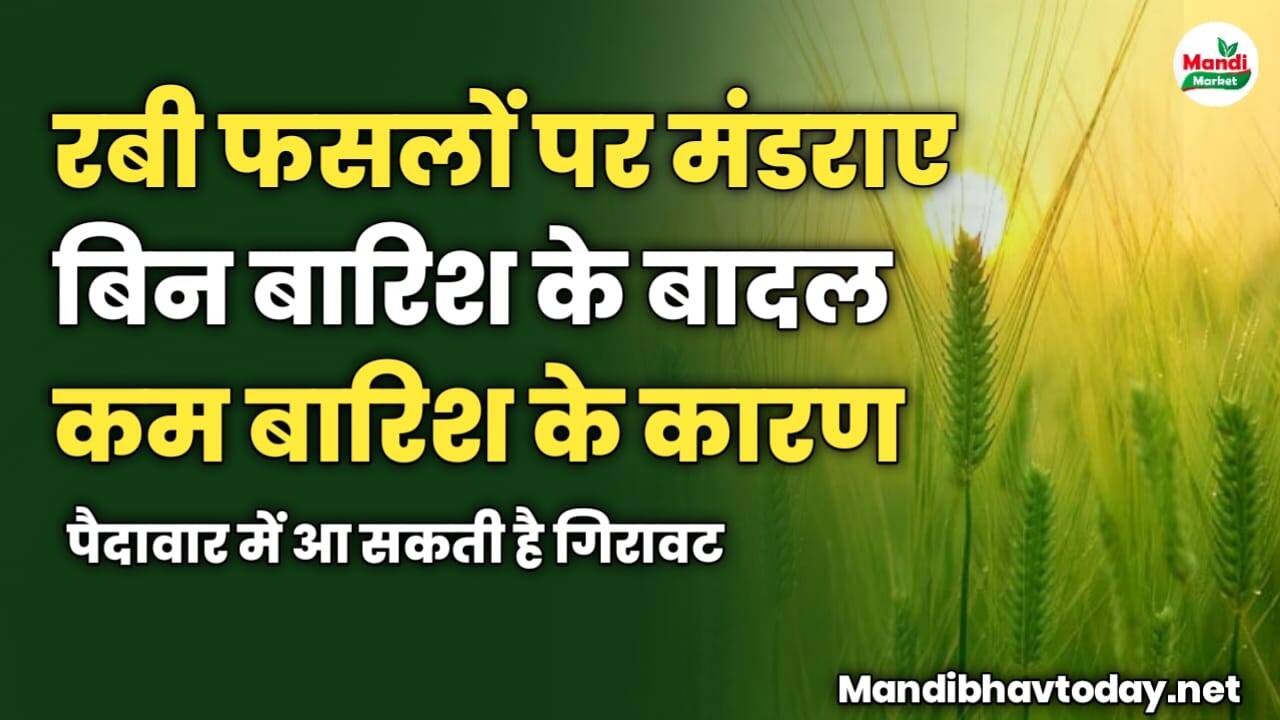 रबी फसलों पर मंडराए बिन बारिश के बादल | कम बारिश के कारण पैदावार में आ सकती है गिरावट