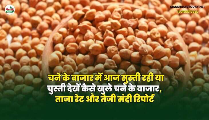 चने के बाजार में आज सुस्ती रही या चुस्ती | देखें कैसे खुले चने के बाजार, ताजा रेट और तेजी मंदी रिपोर्ट