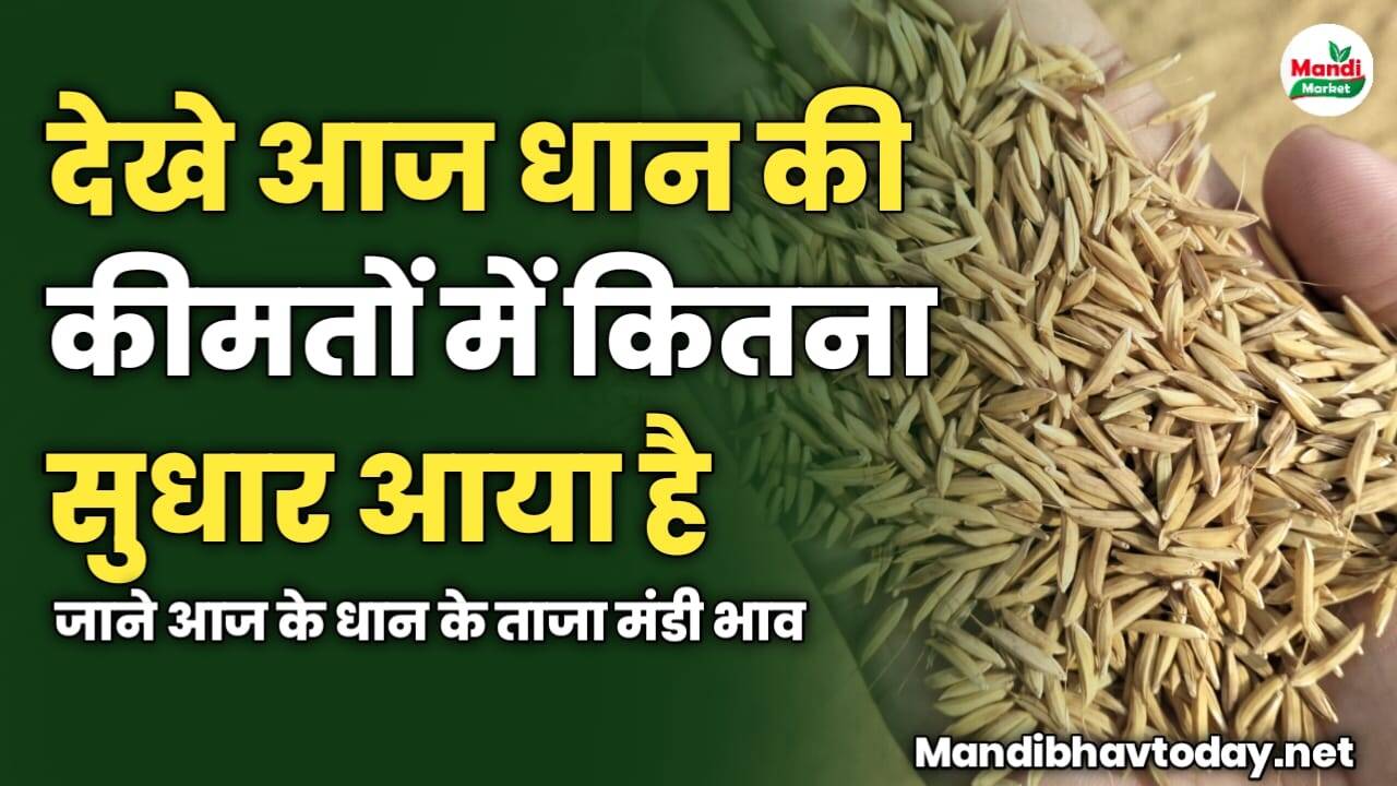 देखे आज धान की कीमतों में कितना सुधार आया है | जाने आज के धान के ताजा मंडी भाव