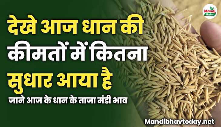 देखे आज धान की कीमतों में कितना सुधार आया है | जाने आज के धान के ताजा मंडी भाव 
