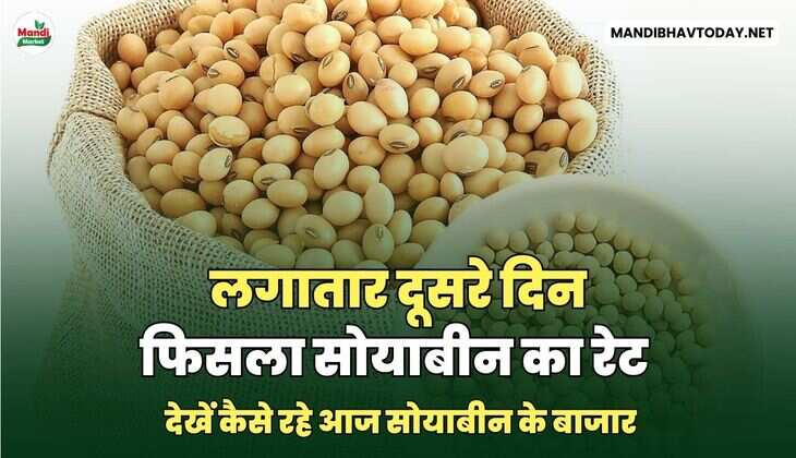 लगातार दूसरे दिन फिसला सोयाबीन का रेट | देखें कैसे रहे आज सोयाबीन&nbsp;के&nbsp;बाजार