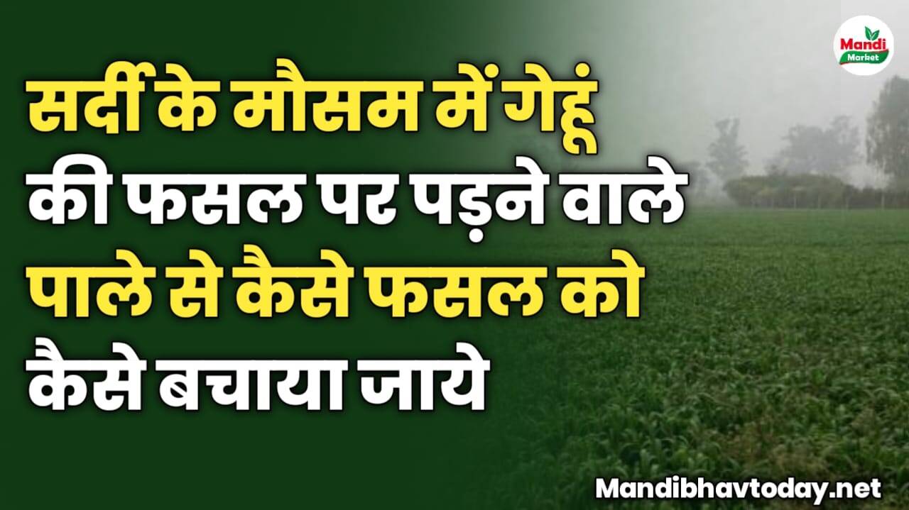 सर्दी के मौसम में गेहूं की फसल पर पड़ने वाले पाले से कैसे फसल को कैसे बचाया जाये