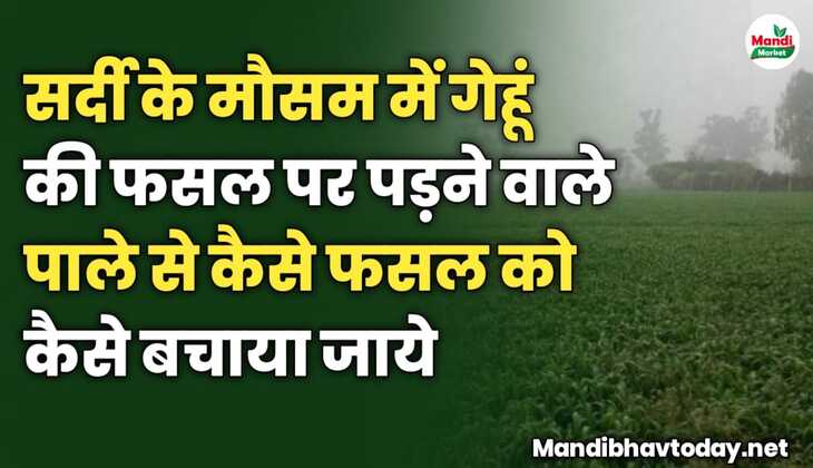 सर्दी के मौसम में गेहूं की फसल पर पड़ने वाले पाले से कैसे फसल को कैसे बचाया जाये