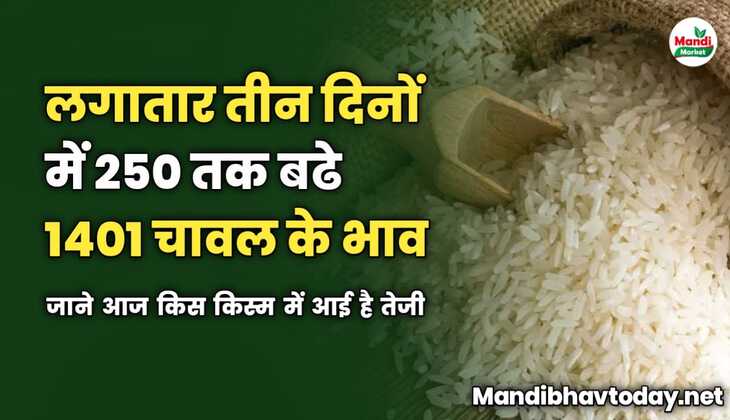 लगातार तीन दिनों में 250 तक बढे 1401 चावल के भाव | जाने आज किस किस्म में आई है तेजी 