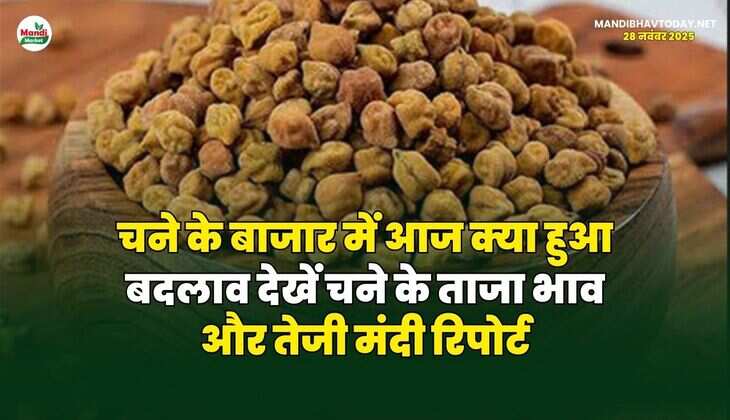 चने के बाजार में आज क्या हुआ बदलाव | देखें चने के ताजा भाव और तेजी मंदी रिपोर्ट