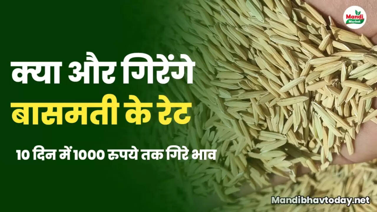 basmati rice rate