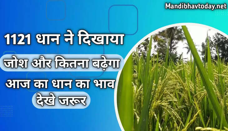 1121 धान ने दिखया जोश और कितना बढ़ेगा आज धान का भाव देखे आज 02 बजे तक के तजा भाव 26 oct 2022