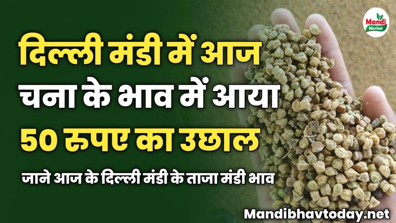 दिल्ली मंडी में आज चना के भाव में आया 50 रुपए का उछाल | जाने आज के दिल्ली मंडी के ताजा मंडी भाव