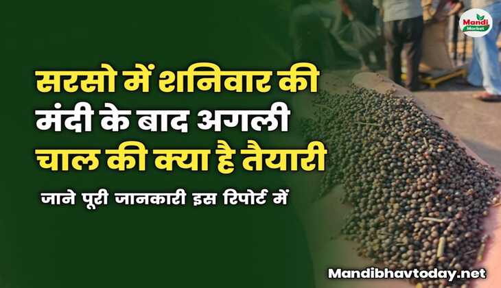 सरसो में शनिवार की मंदी के बाद अगली चाल की क्या है तैयारी | जाने पूरी जानकारी इस रिपोर्ट में 