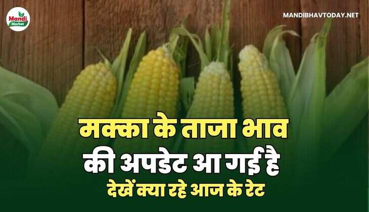 मक्का inage