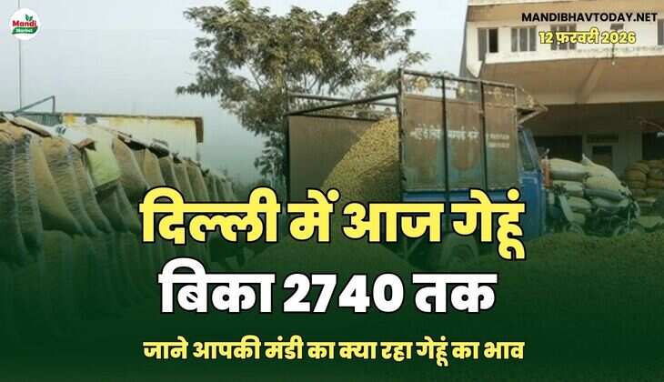 दिल्ली में आज गेहूं बिका 2740 तक | जाने आपकी मंडी का क्या रहा गेहूं का भाव 