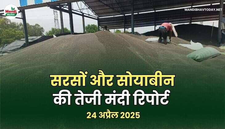सरसों और सोयाबीन की तेजी मंदी रिपोर्ट – 24 अप्रैल 2025