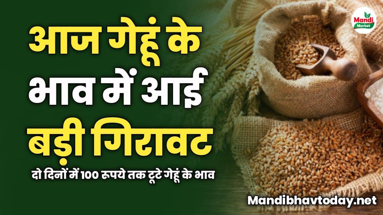 आज गेहूं के भाव में आई बड़ी गिरावट | दो दिनों में 100 रूपये तक टूटे गेहूं के भाव