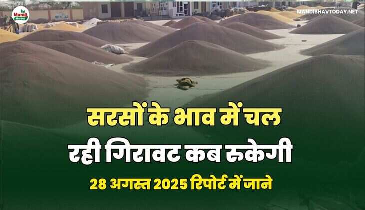   सरसों के भाव में चल रही गिरावट कब रुकेगी | जाने 28 अगस्त 25 की सरसों की तेजी मंदी रिपोर्ट 