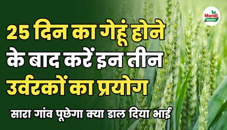 गेहूं के लिए बेस्ट खाद