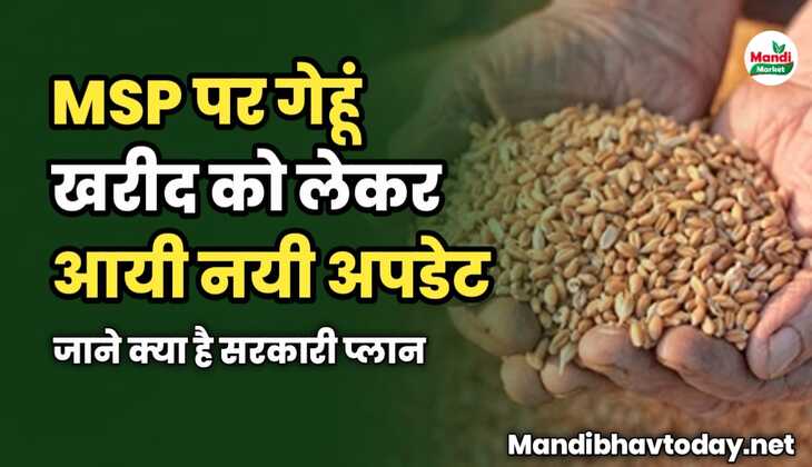 MSP पर गेहूं खरीद को लेकर आयी नयी अपडेट | जाने क्या है सरकारी प्लान