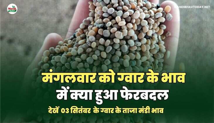 मंगलवार को ग्वार के भाव में क्या हुआ फेरबदल | देखें आज ग्वार के ताजा मंडी भाव तेजी मंदी के साथ 