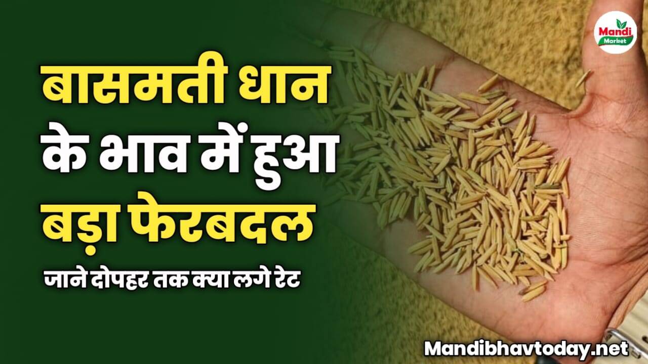 बासमती धान के भाव में हुआ बड़ा फेरबदल | जाने दोपहर तक क्या लगे रेट