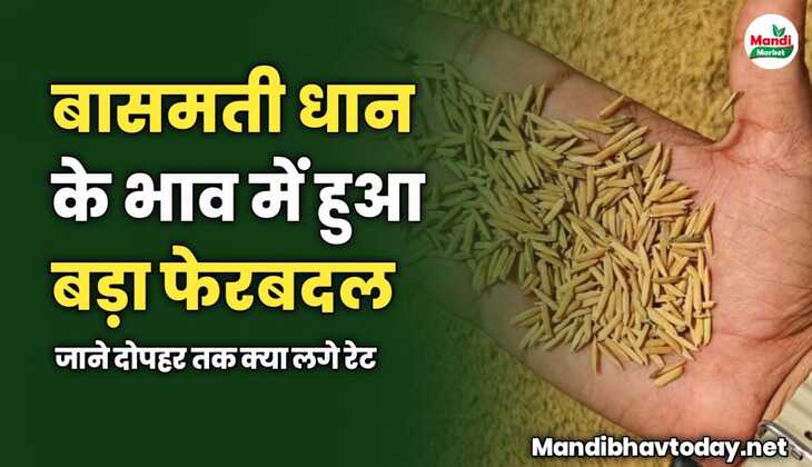 बासमती धान के भाव में हुआ बड़ा फेरबदल | जाने दोपहर तक क्या लगे रेट