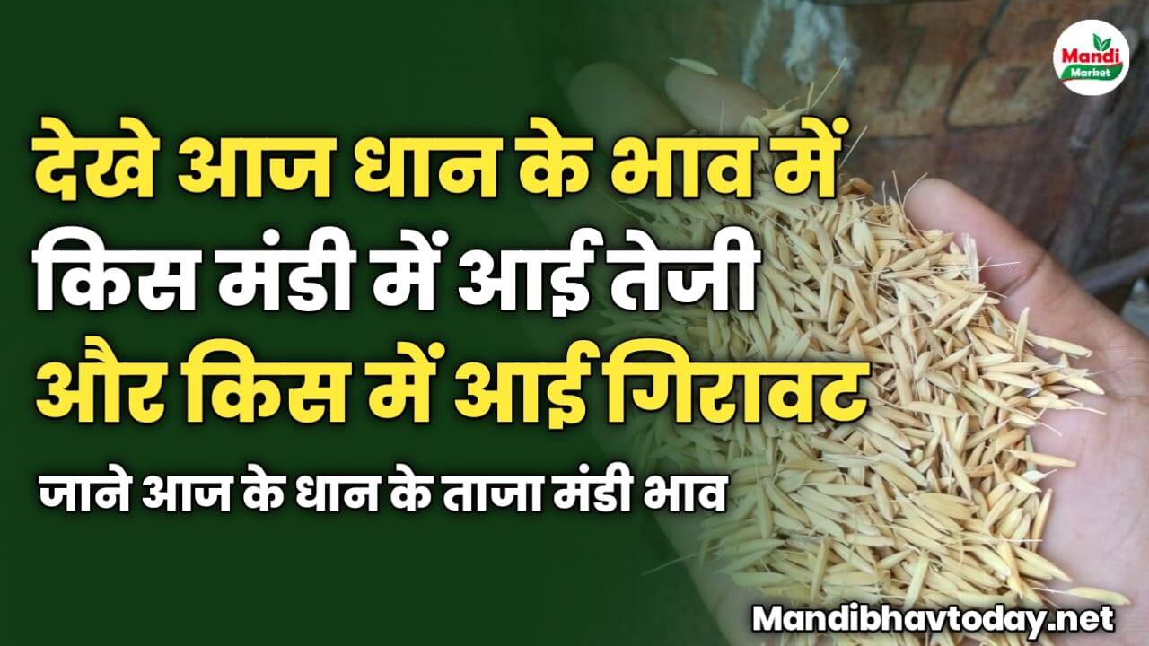 देखे आज धान के भाव में किस मंडी में आई तेजी और किस में आई गिरावट | जाने आज के धान के ताजा मंडी भाव