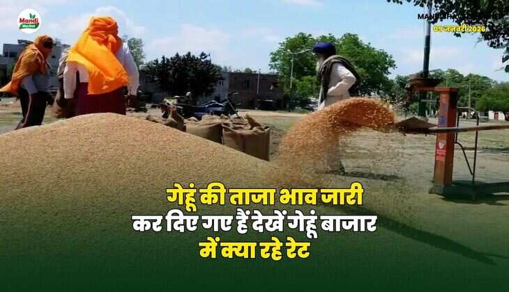 गेहूं की ताजा भाव जारी कर दिए गए हैं | देखें गेहूं बाजार में क्या रहे रेट