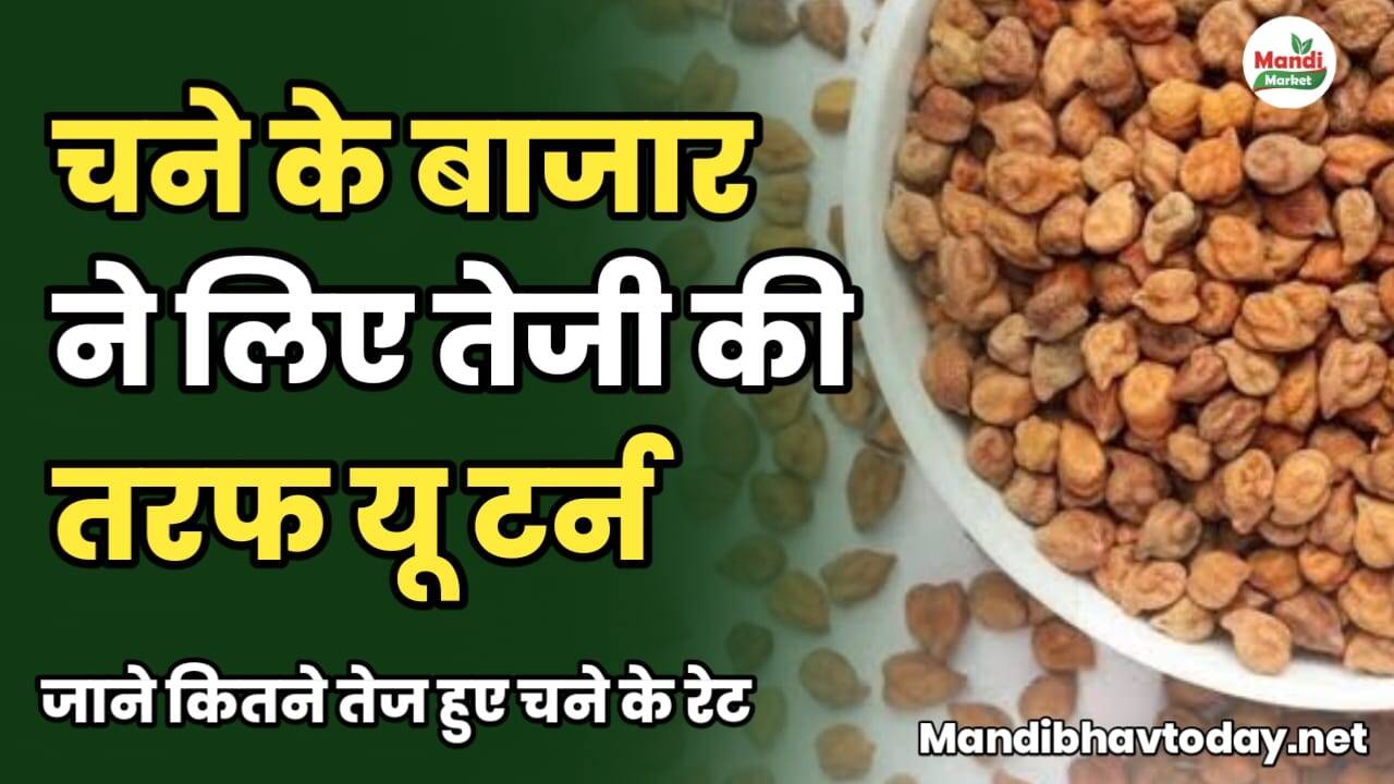 चने के बाजार ने लिए तेजी की तरफ यू टर्न | जाने कितने तेज हुए चने के रेट chane ke taja mandi bhav 8 february 2025