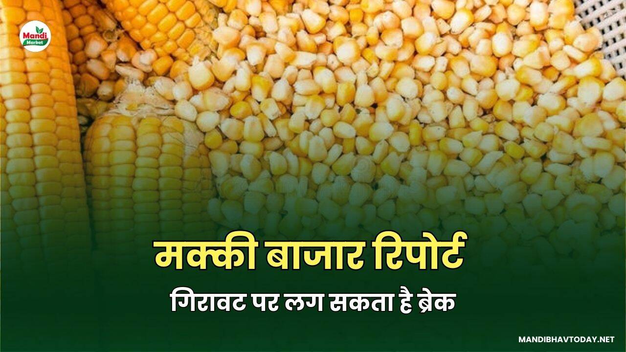 मक्की बाजार रिपोर्ट: गिरावट पर लग सकता है ब्रेक