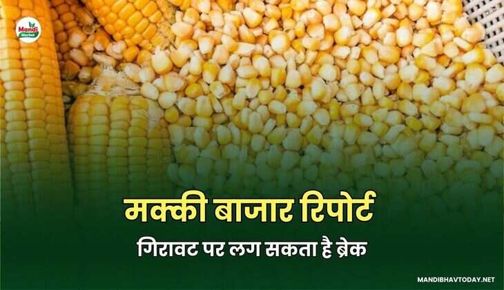 मक्की बाजार रिपोर्ट: गिरावट पर लग सकता है ब्रेक