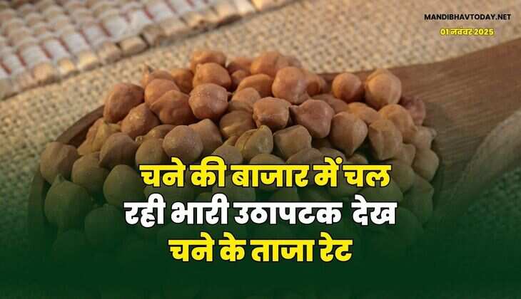 चने की बाजार में चल रही भारी उठापटक | देख चने के ताजा रेट