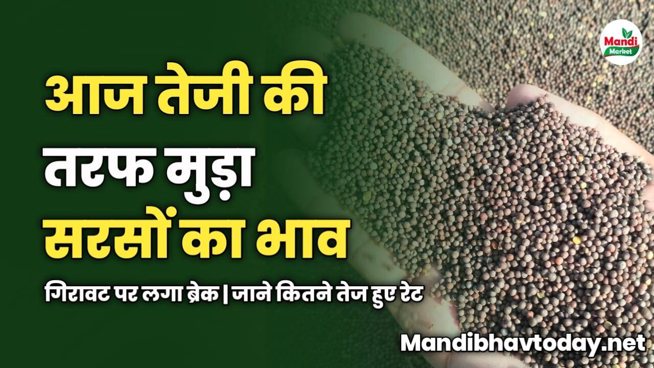 तेजी की तरफ मुड़ा सरसों का भाव | गिरावट पर लगा ब्रेक | जाने कितने तेज हुए रेट