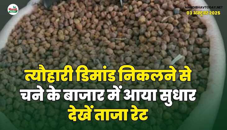 त्यौहारी डिमांड निकलने से चने के बाजार में आया सुधार | देखें ताजा रेट