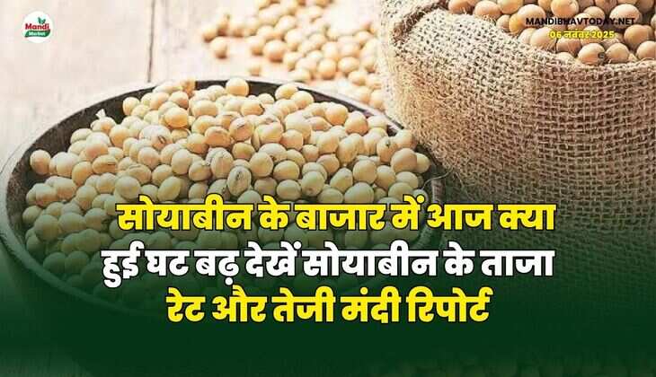 सोयाबीन के बाजार में आज क्या हुई घट बढ़ | देखें सोयाबीन के ताजा रेट और तेजी मंदी रिपोर्ट
