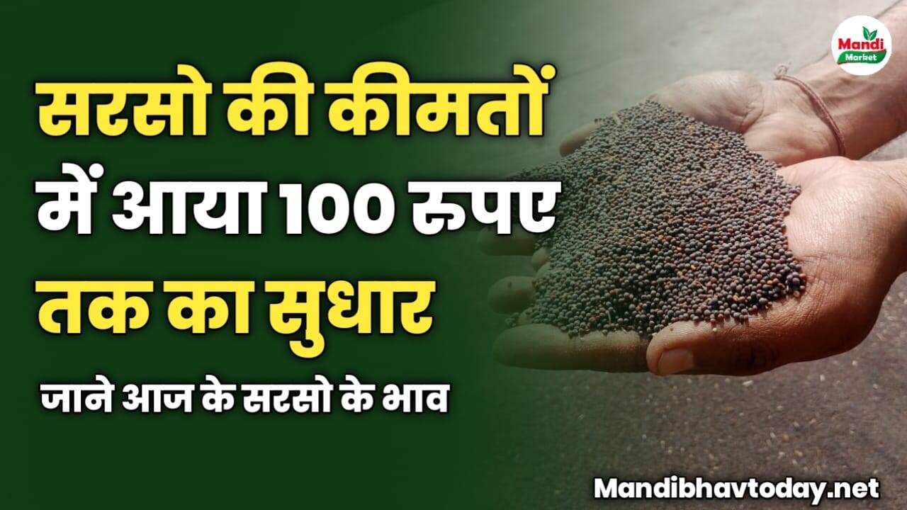 सरसो की कीमतों में आया 100 रुपए तक का सुधार | जाने आज के सरसो के भाव