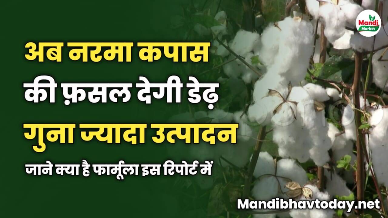 अब नरमा कपास की फ़सल देगी डेढ़ गुना ज्यादा उत्पादन | जाने क्या है फार्मूला