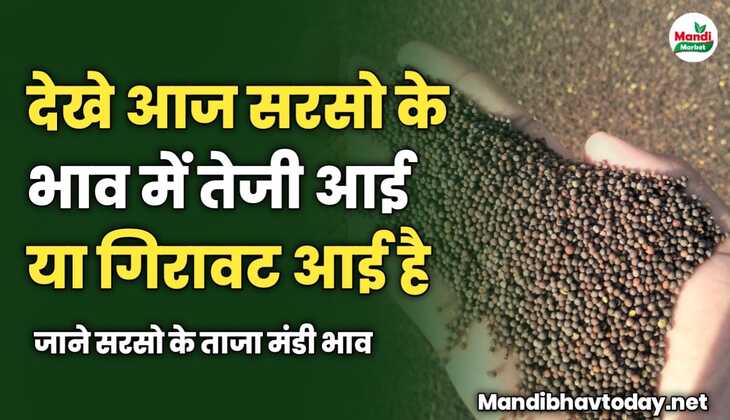 देखे आज सरसो के भाव में तेजी आई या गिरावट आई है | जाने सरसो के ताजा मंडी भाव 