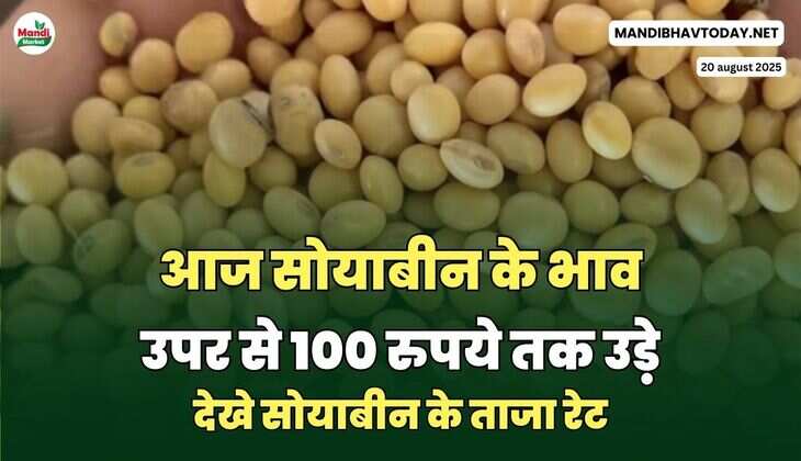 देखे सोयाबीन के ताजा रेट