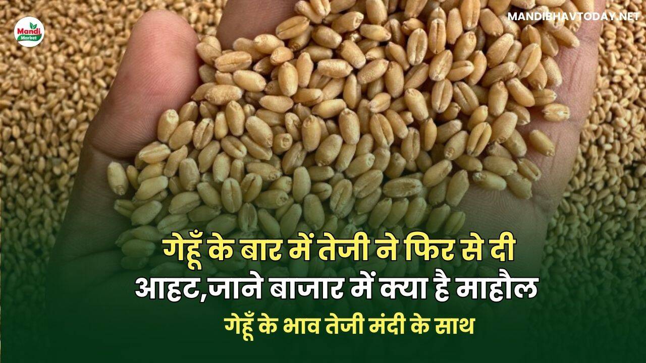 गेहूँ के भाव तेजी मंदी के साथ