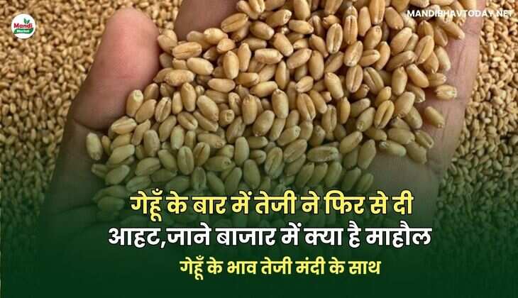 गेहूँ के भाव तेजी मंदी के साथ