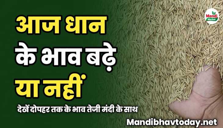 धान के भाव बढ़े या नहीं | देखें दोपहर तक के भाव तेजी मंदी के साथ