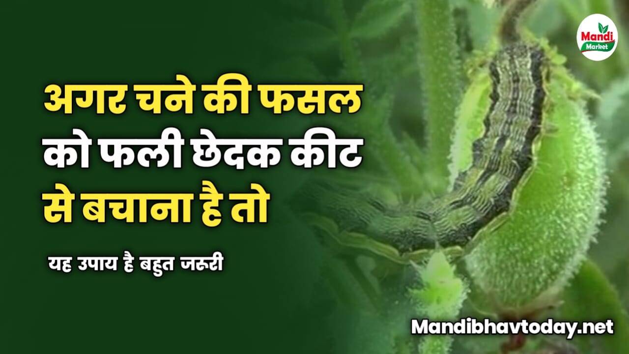 अगर चने की फसल को फली छेदक कीट से बचाना है तो | यह उपाय है बहुत जरूरी