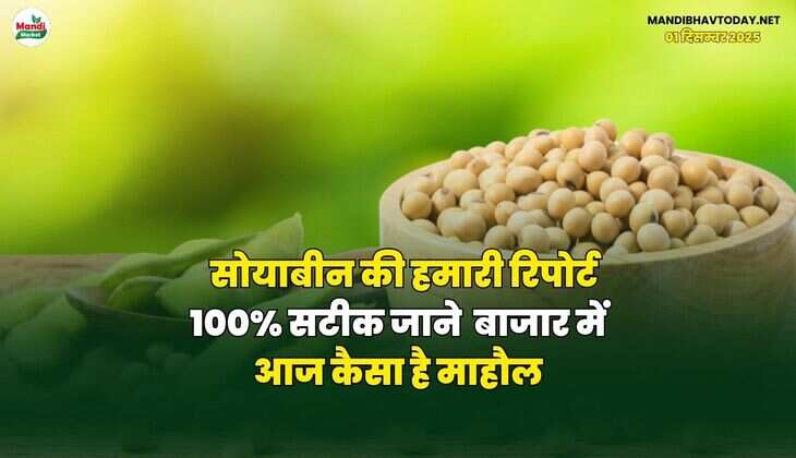 सोयाबीन की हमारी रिपोर्ट 100% सटीक जाने,  बाजार में आज कैसा है माहौल।