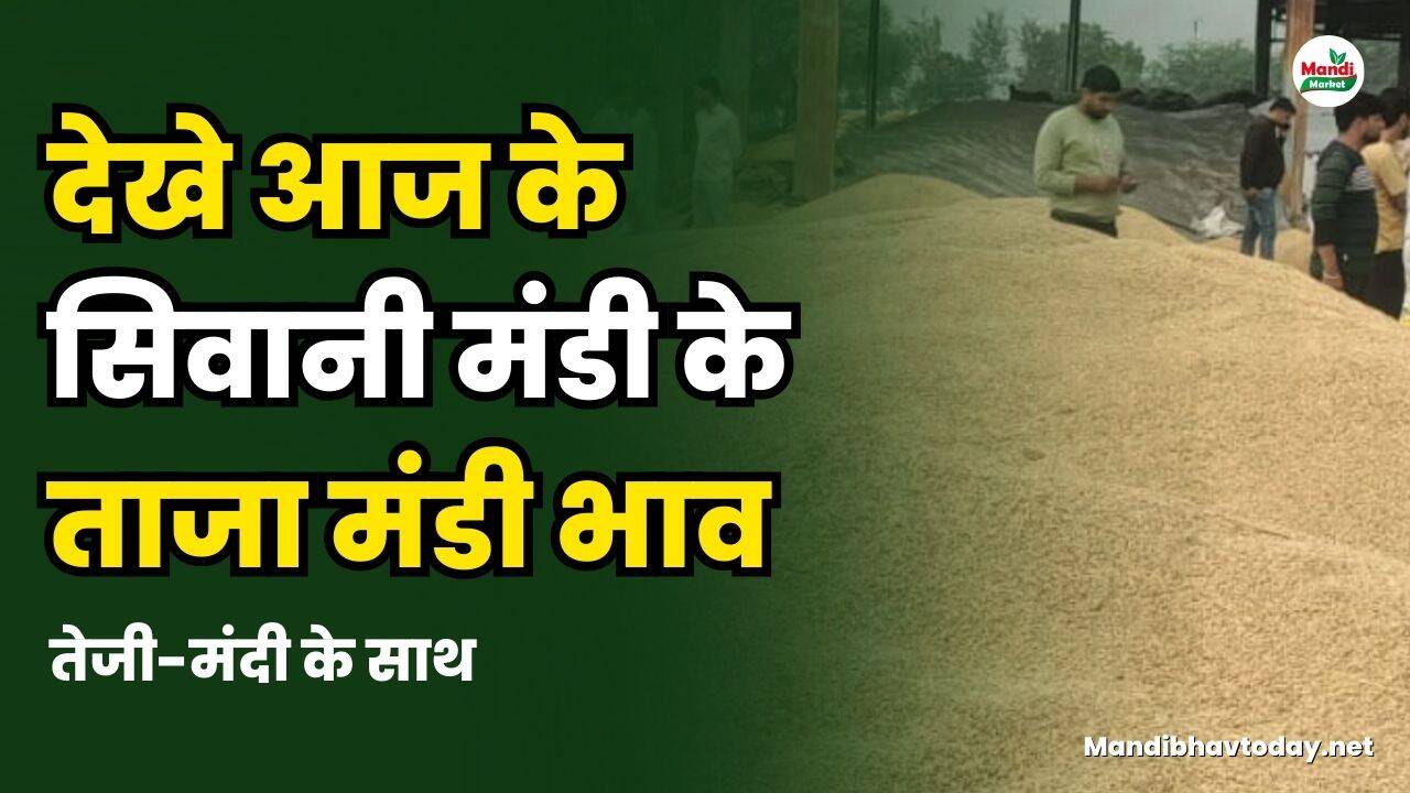siwani mandi ke bhav 08 March 2025 