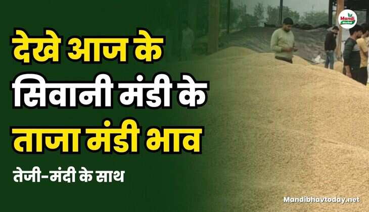 siwani mandi ke bhav 08 March 2025 