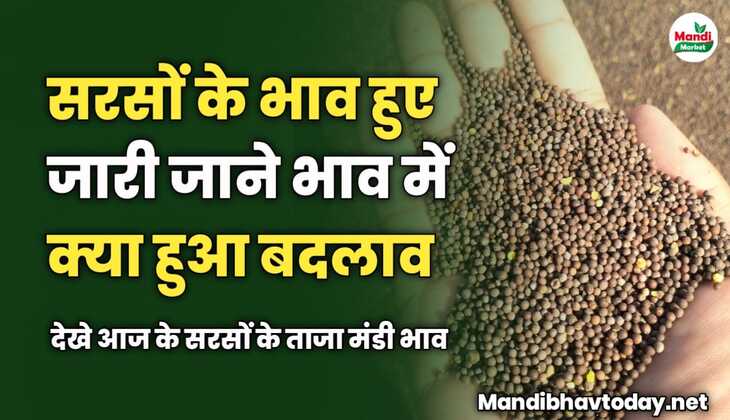 सरसों के भाव हुए जारी | जाने भाव में क्या हुआ बदलाव